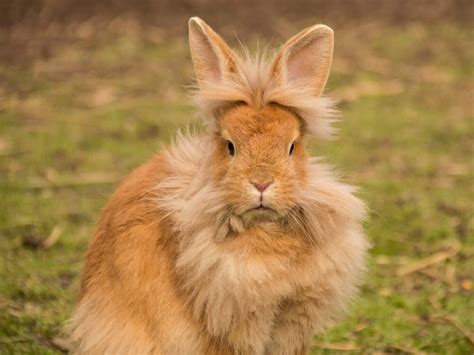 adult lionhead bunny